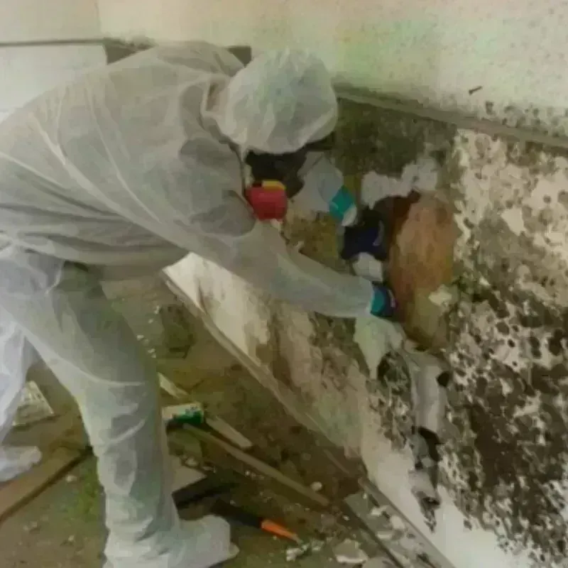 Mold Remediation and Removal in Carmel, ME